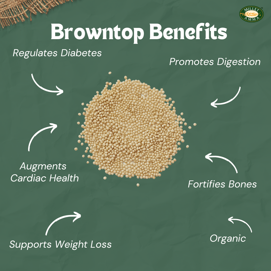 Browntop Millet Grain 500gms Organic Browntop Grain Millet Amma
