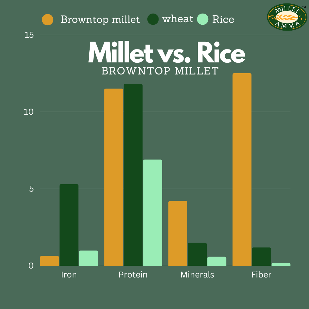 Browntop Millet Grain 500 G